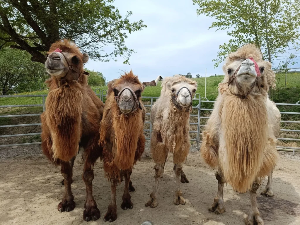 camel encounter camel riding bavaria