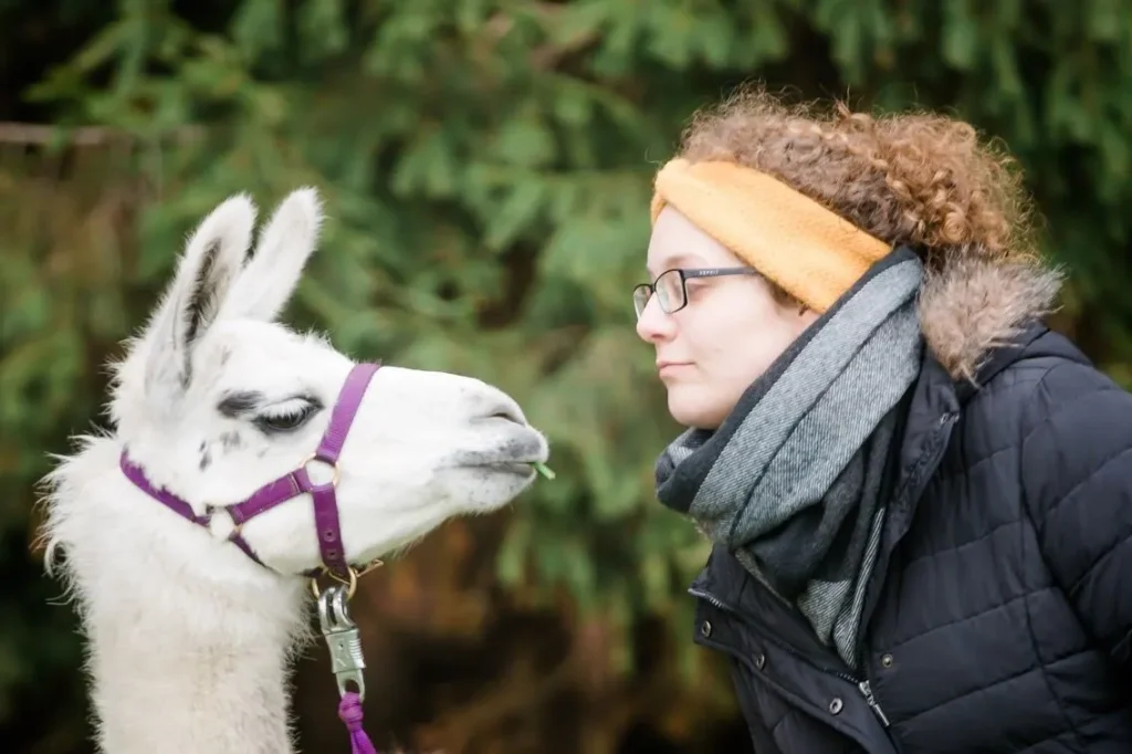 Llama and alpaca hikes for adults