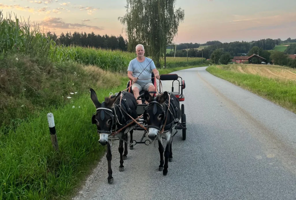 Lola y Sancho en la carretera con Manfred - paseo en carruaje de burros