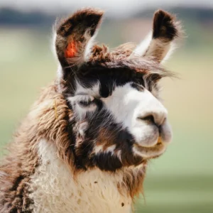 Vale para llamas