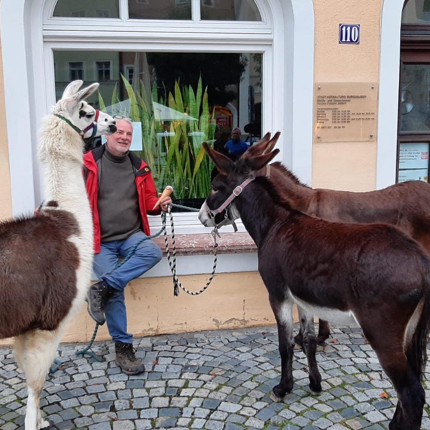 llama oasis puesto 11 10 2020 19 32 522417774245147678284