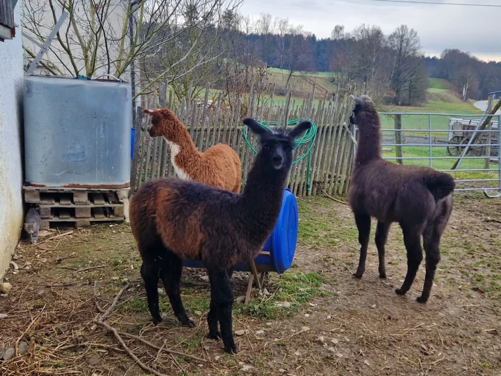 oliviavampirechiquita