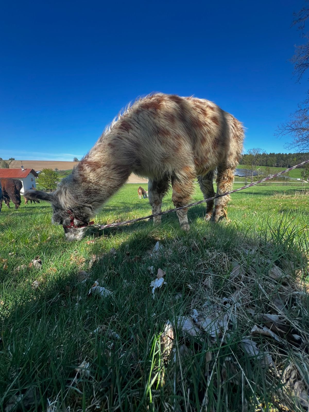 Lama, Upper Bavaria